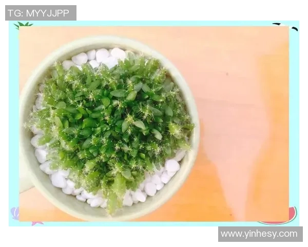 盆栽艺术:探索小空间中的绿意与生活美学结合之道 盆栽艺术:探索小空间中的绿意与生活美学结合之道