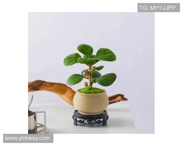 盆栽艺术:探索小空间中的绿意与生活美学结合之道